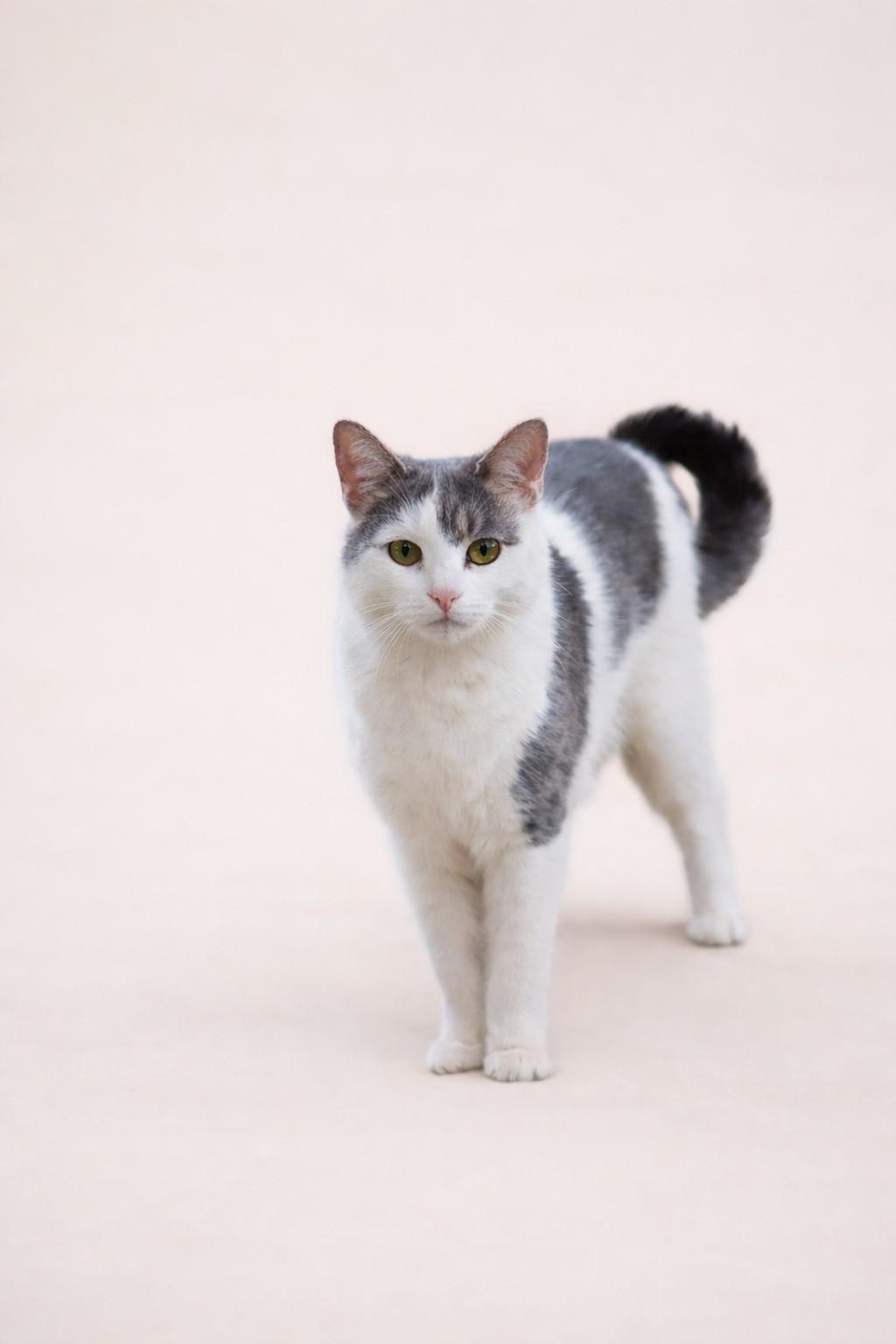 Enlarge FRANKLIN, a Adoptable Domestic Short Hair in Clinton Township, MI image 1/1