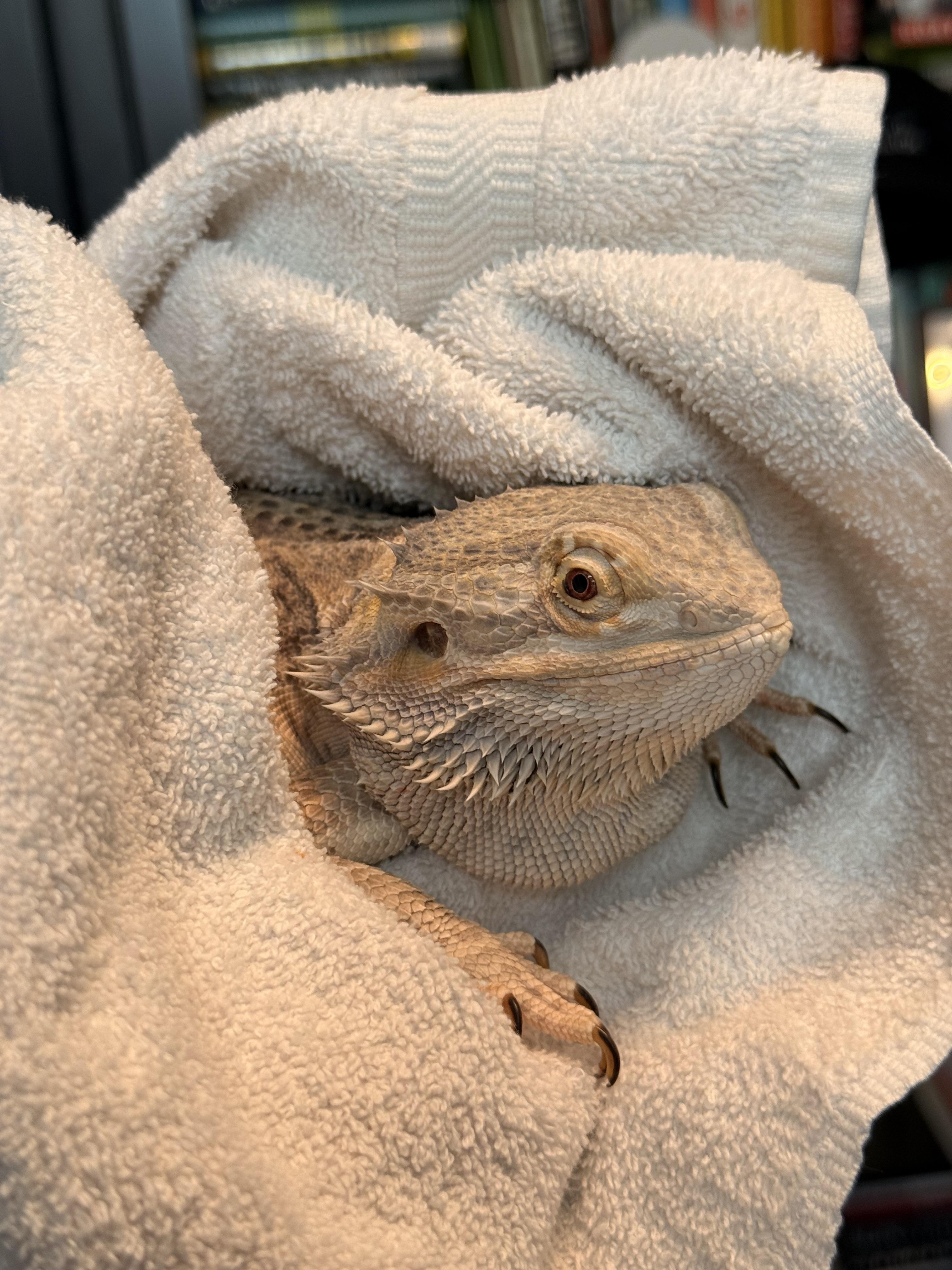 Frankincense (Frankee), adopted, Adult Female Bearded Dragon.