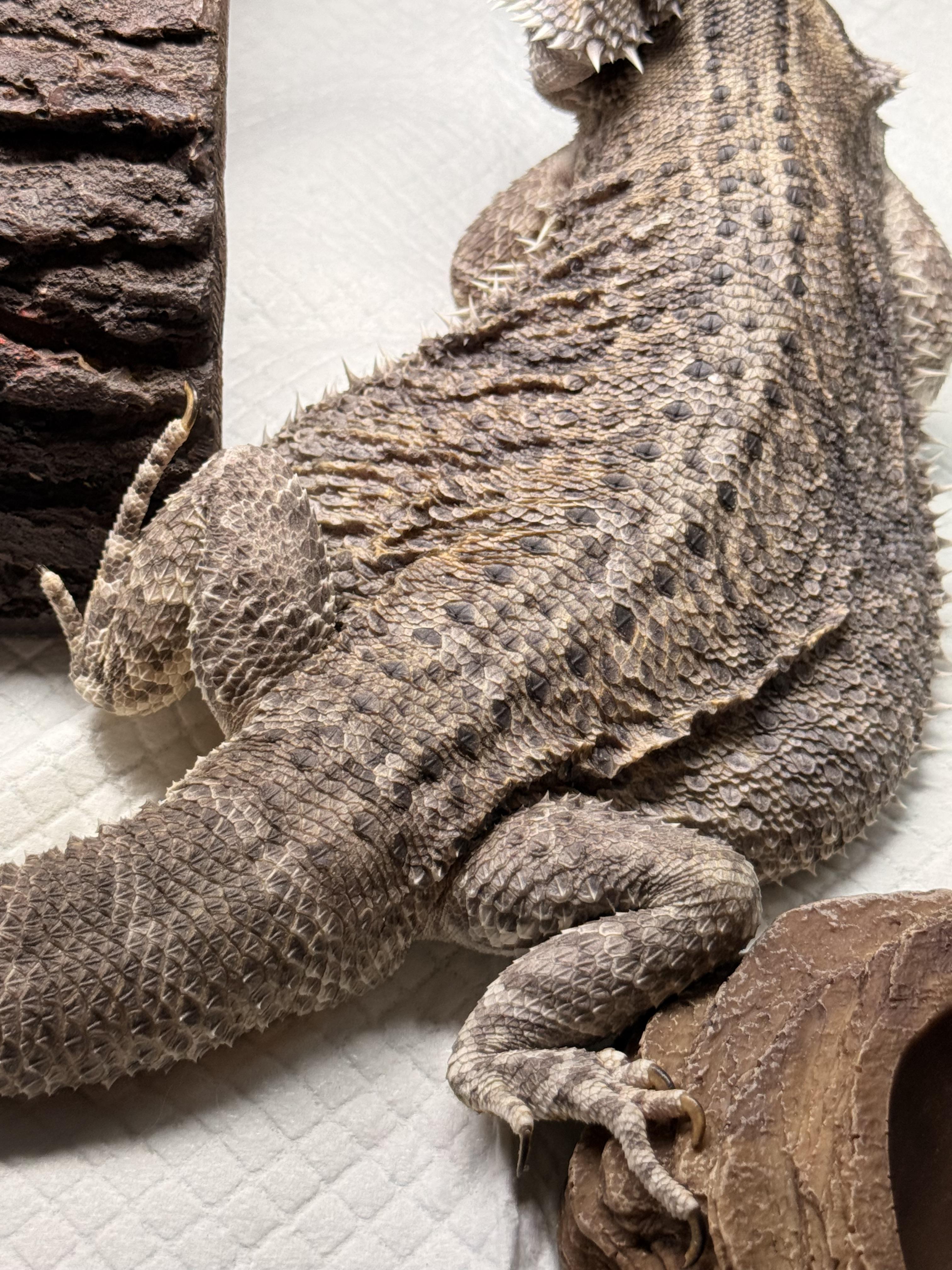 Enlarge Frankincense (Frankee), an adopted Bearded Dragon in JACKSON, NJ image 2/4