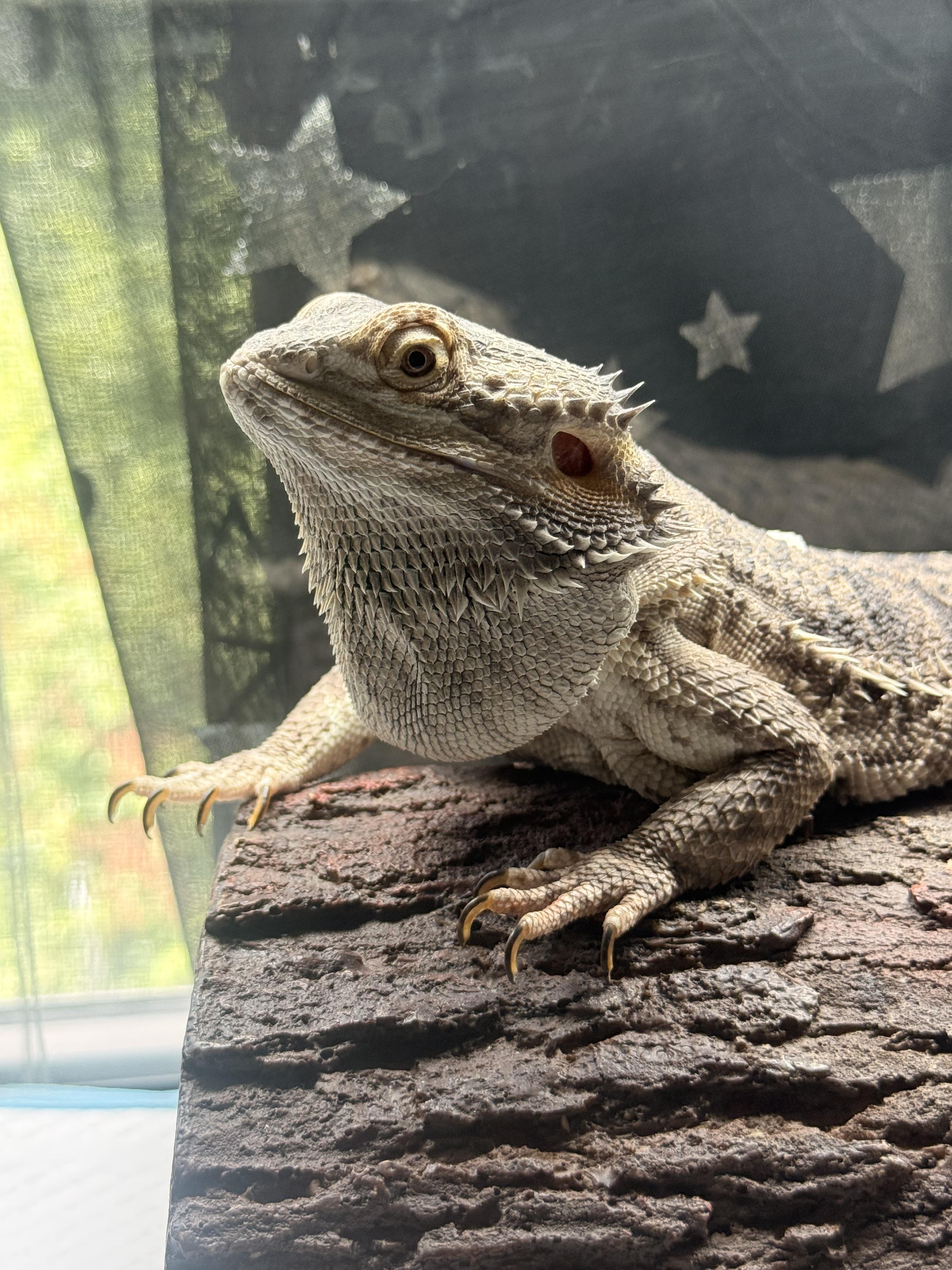 Enlarge Frankincense (Frankee), an adopted Bearded Dragon in JACKSON, NJ image 3/4