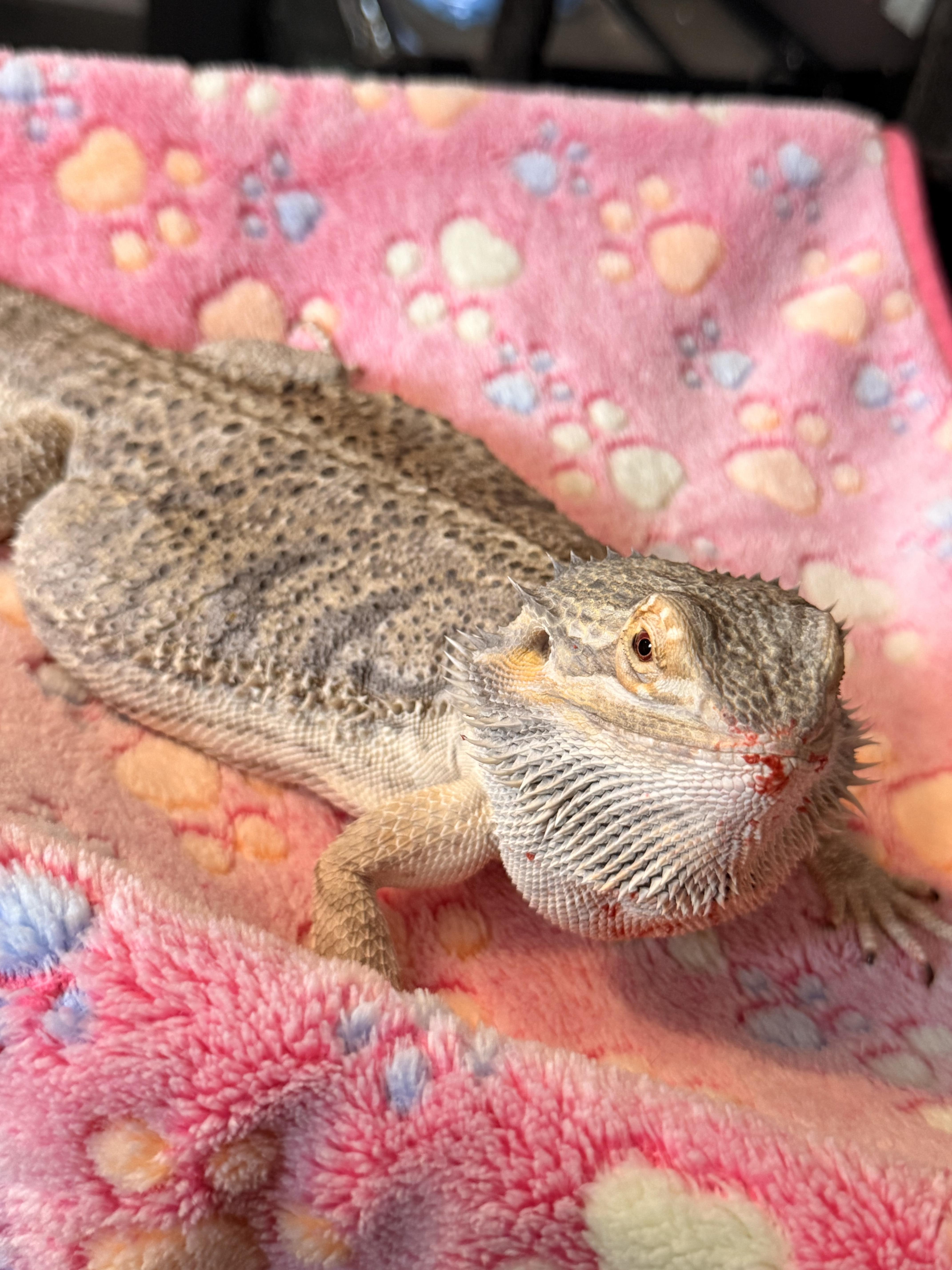 Enlarge Frankincense (Frankee), an adopted Bearded Dragon in JACKSON, NJ image 4/4