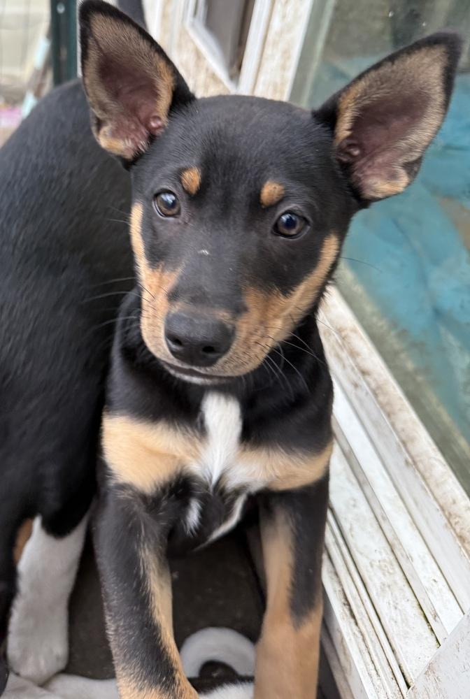Obi, Adoptable, Puppy Male Australian Cattle Dog / Blue Heeler & Border Collie.