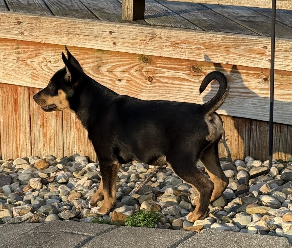 Enlarge Obi, a Adoptable mixed breed in South Bend, IN image 3/6