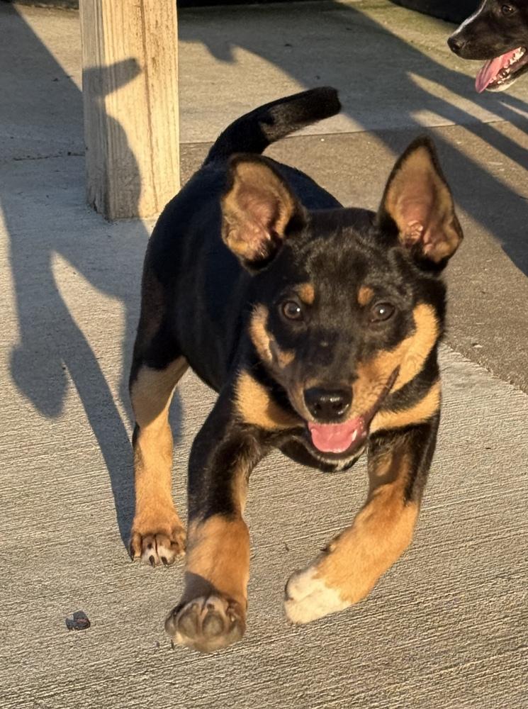 Enlarge Obi, a Adoptable mixed breed in South Bend, IN image 4/6