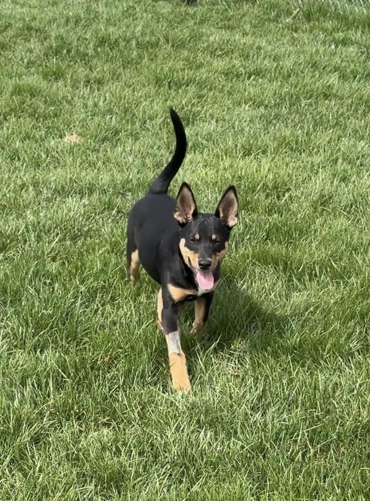 Enlarge Obi, a Adoptable mixed breed in South Bend, IN image 5/6