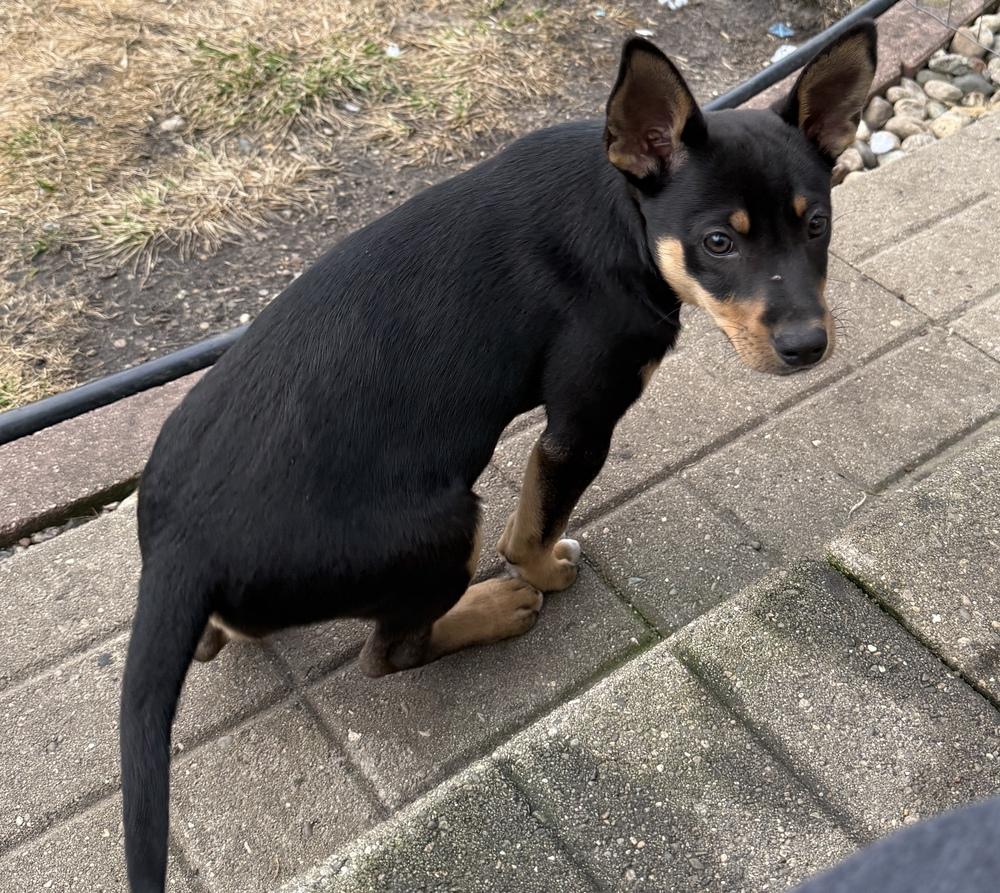 Enlarge Obi, a Adoptable mixed breed in South Bend, IN image 6/6