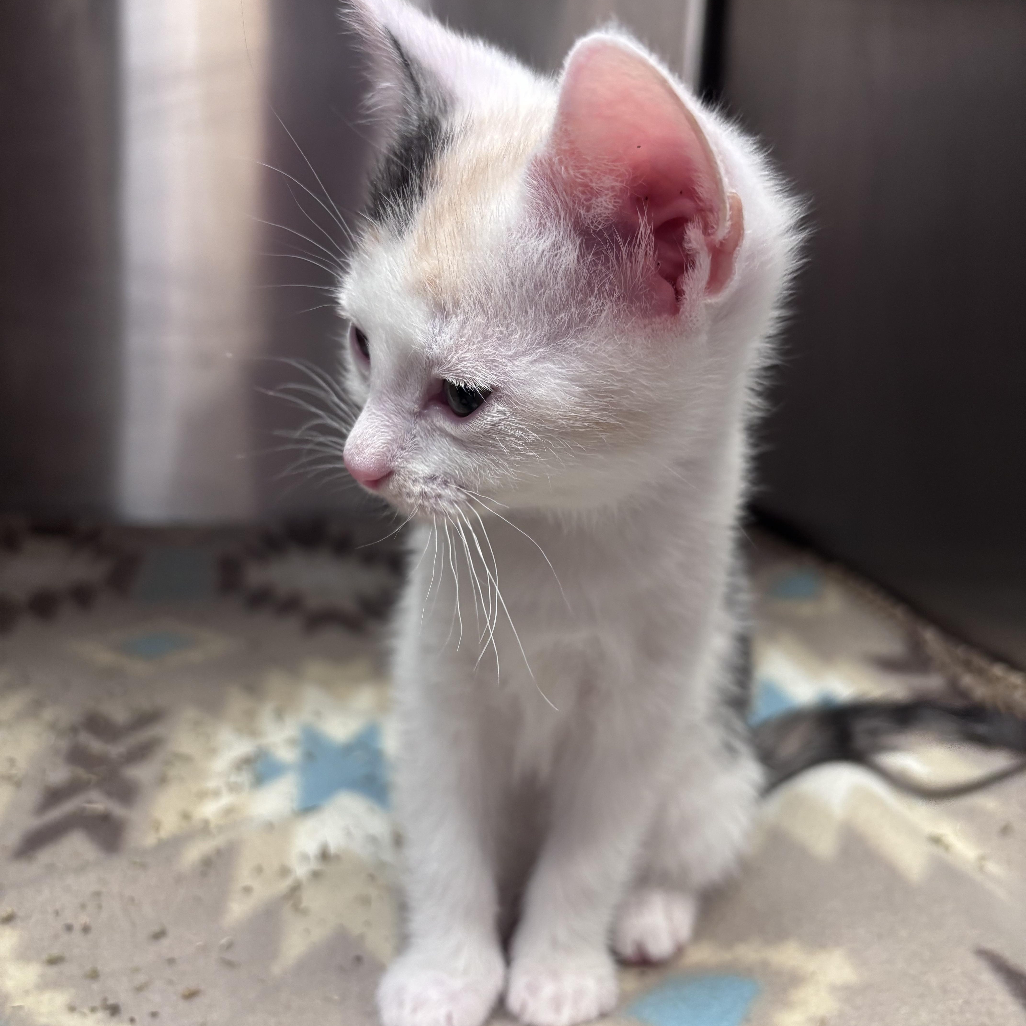 Bowtie (Noodle Litter), a ADOPTABLE Domestic Short Hair in Acworth, GA image 2/3