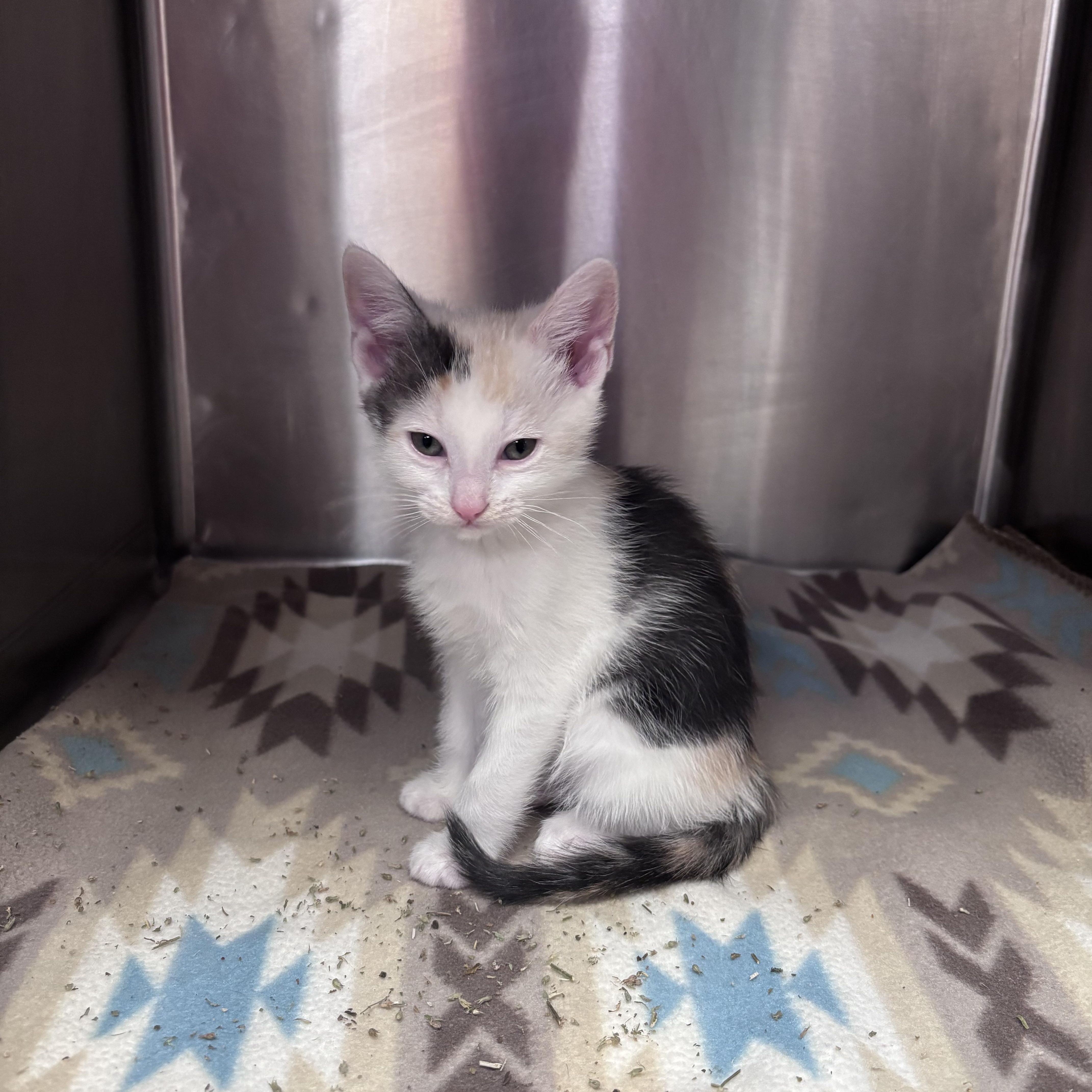 Bowtie (Noodle Litter), ADOPTABLE, Kitten Female Domestic Short Hair.