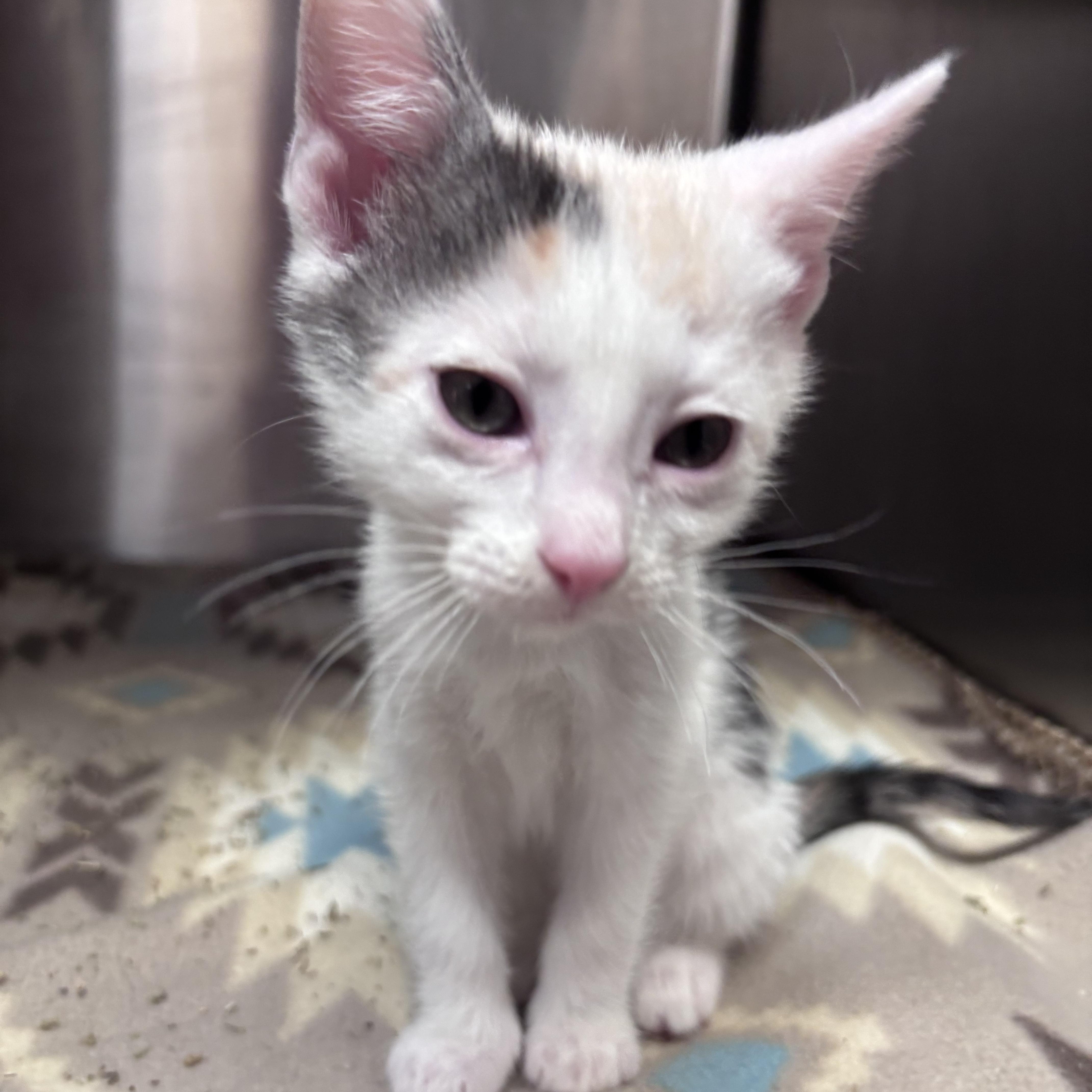 Bowtie (Noodle Litter), a ADOPTABLE Domestic Short Hair in Acworth, GA image 3/3