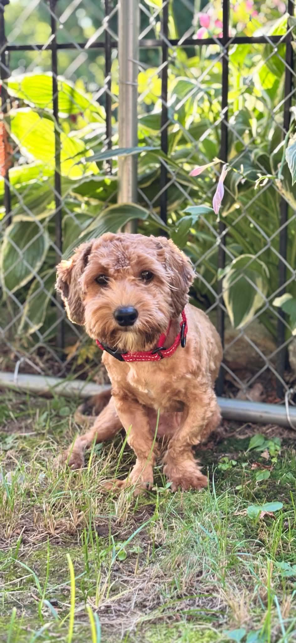 Bow, adopted, Puppy Male Shih poo.