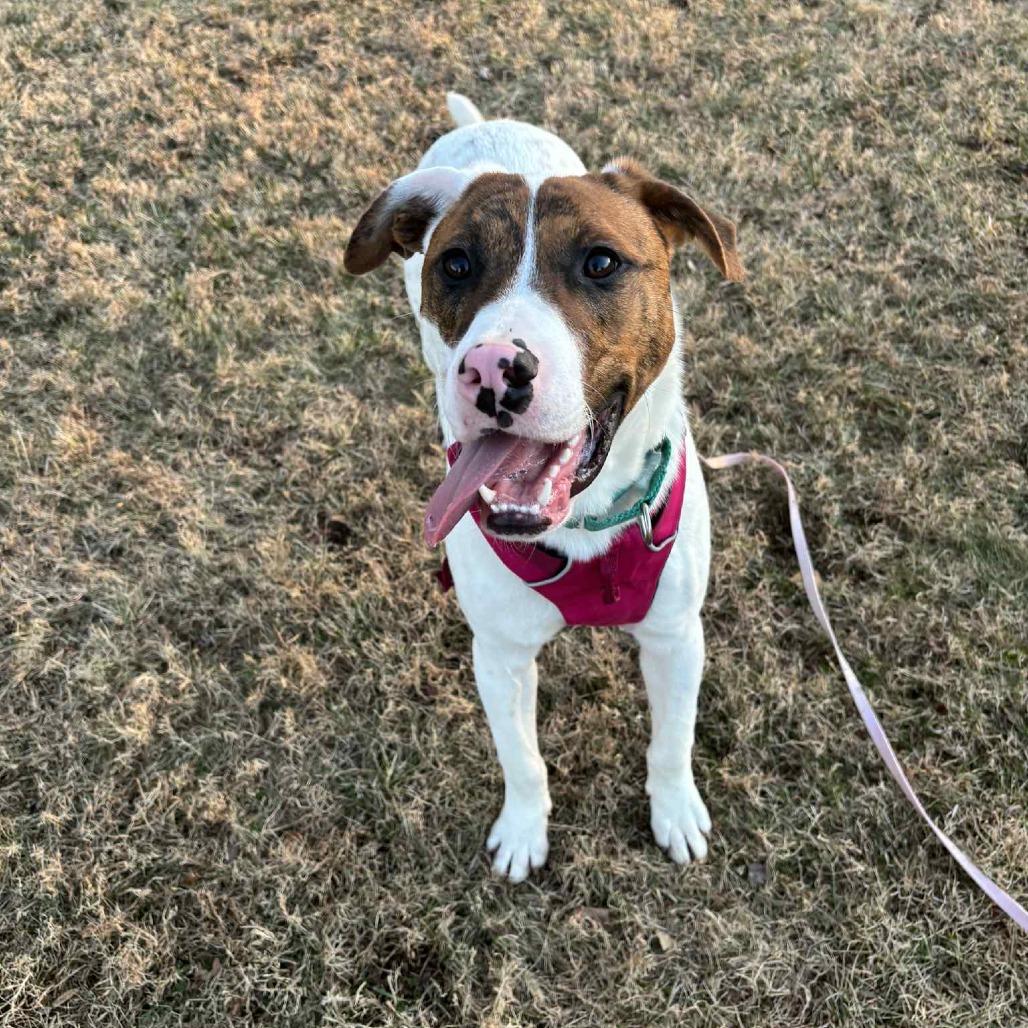 Enlarge Clyde, a Adoptable Mixed Breed in Alexandria, VA image 3/6
