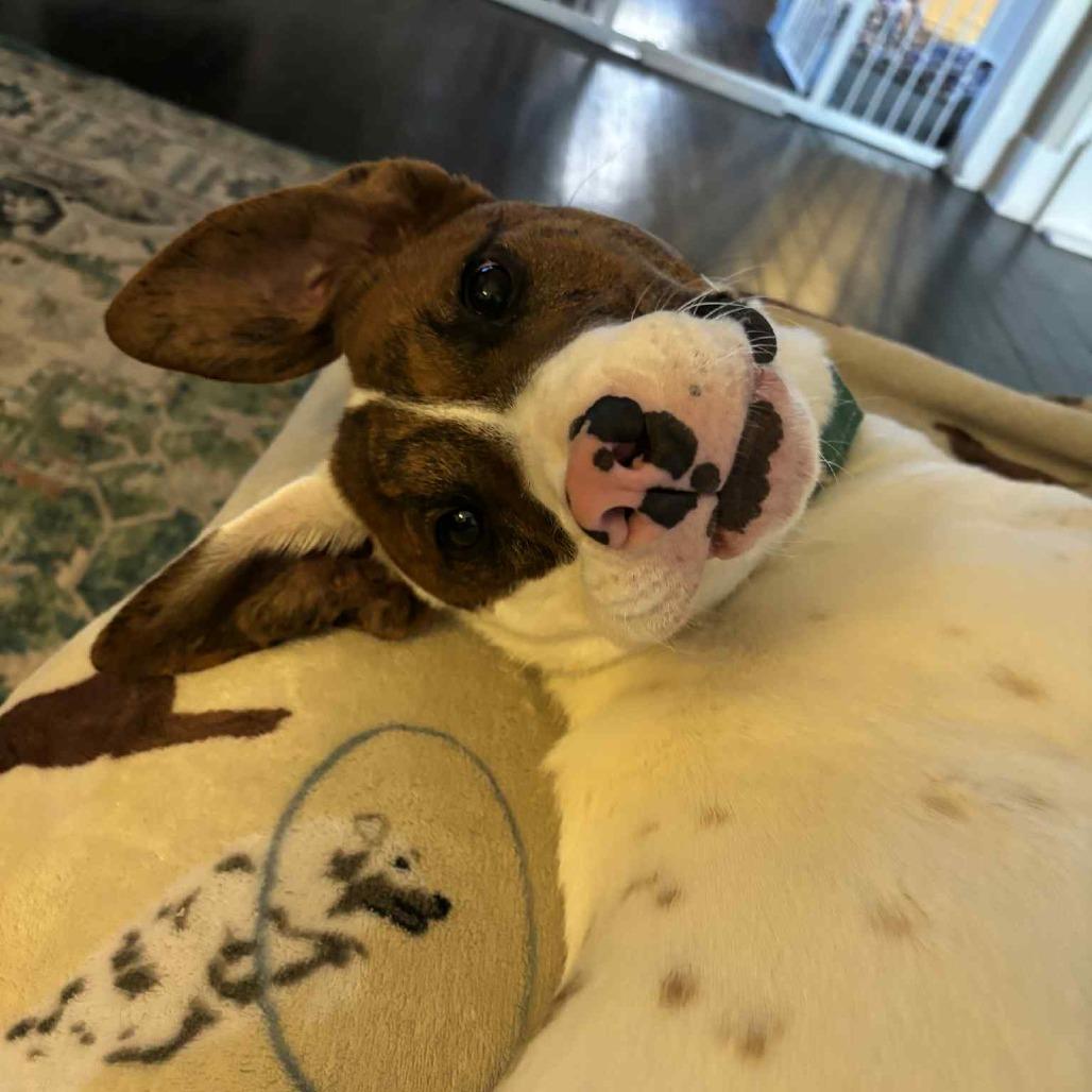 Enlarge Clyde, a Adoptable Mixed Breed in Alexandria, VA image 4/6