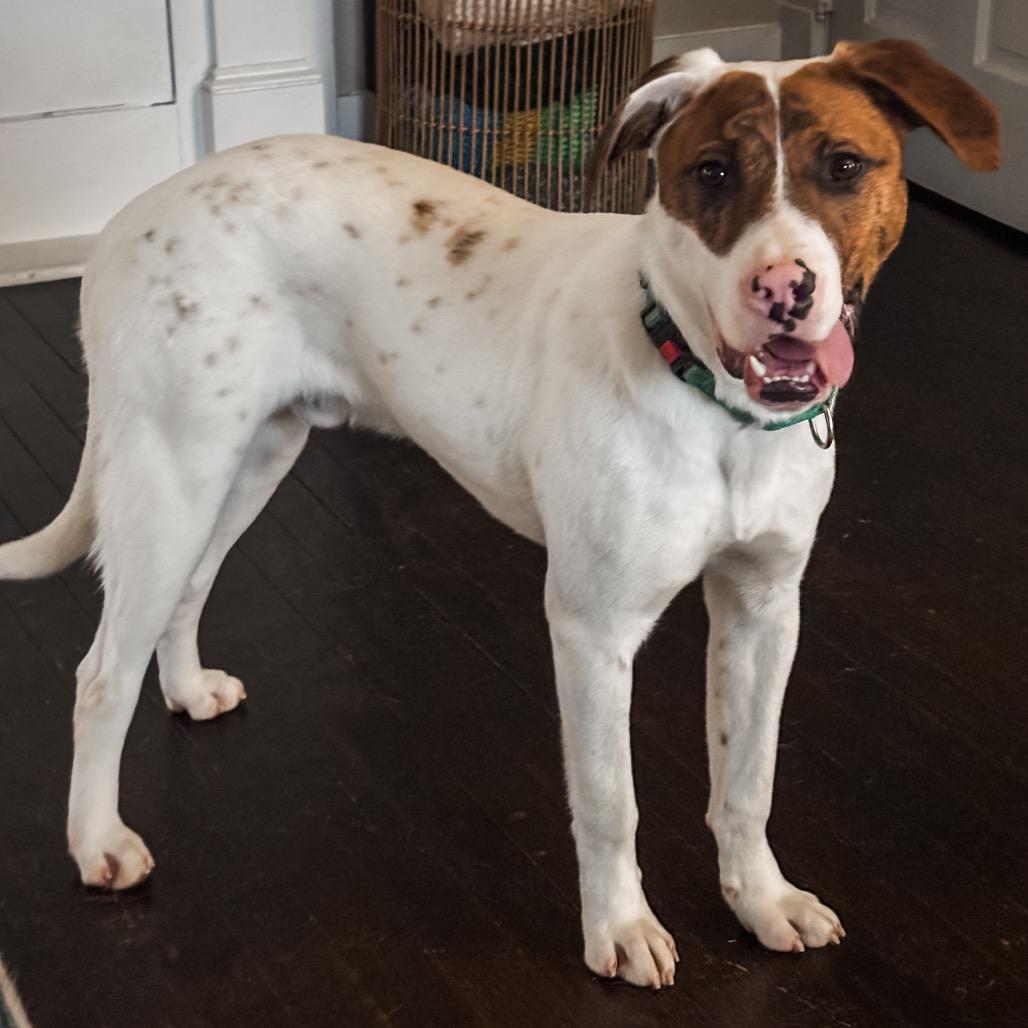 Enlarge Clyde, a Adoptable Mixed Breed in Alexandria, VA image 1/6