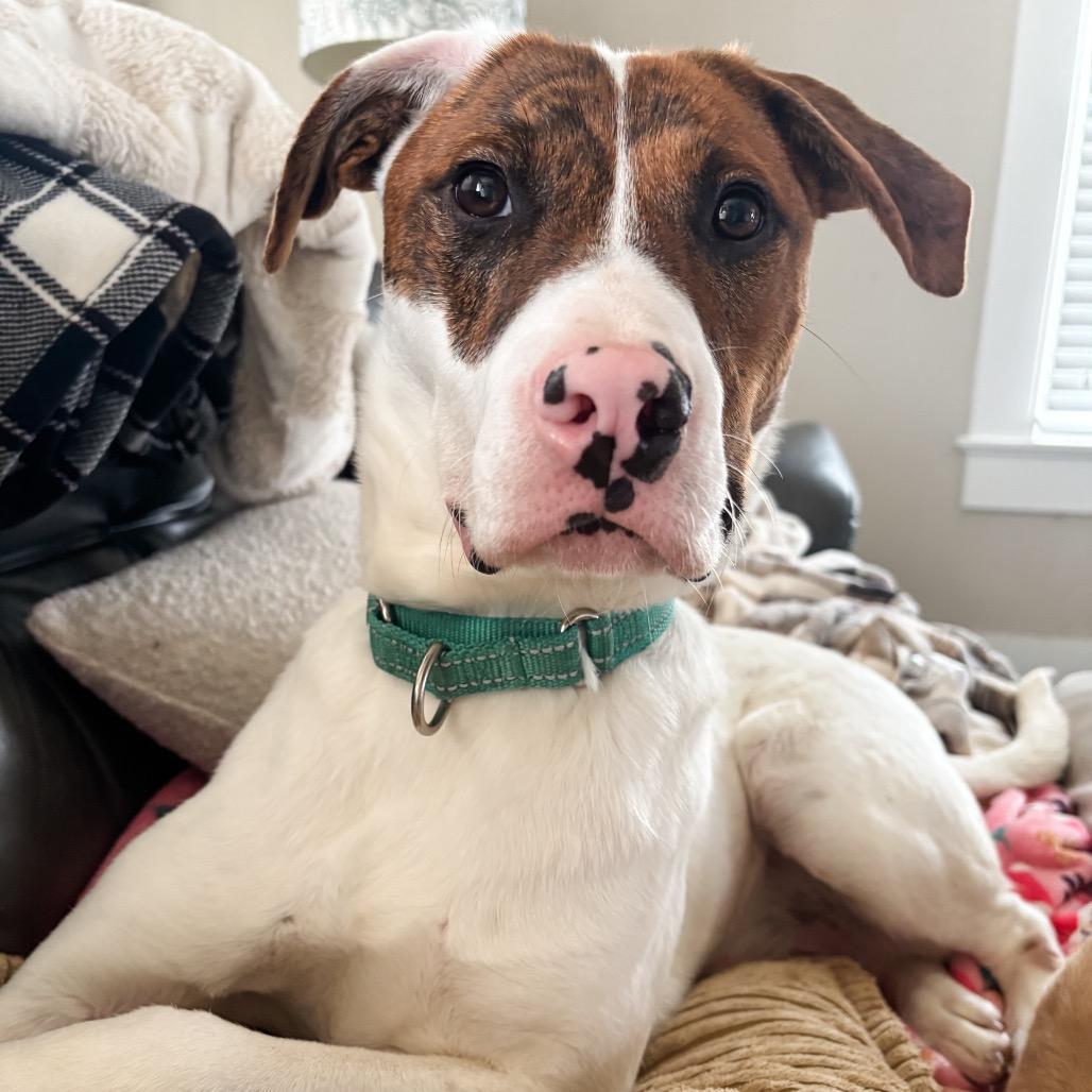 Enlarge Clyde, a Adoptable Mixed Breed in Alexandria, VA image 5/6