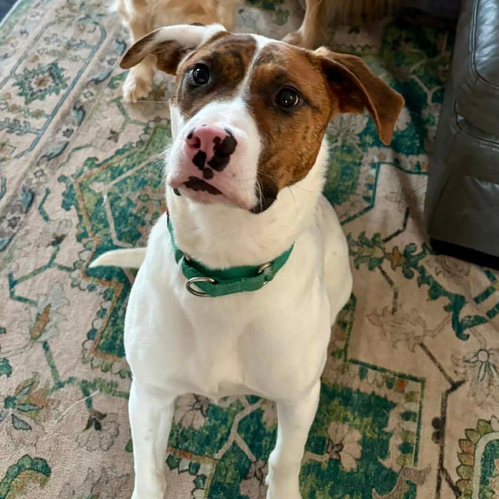 Enlarge Clyde, a Adoptable Mixed Breed in Alexandria, VA image 2/6