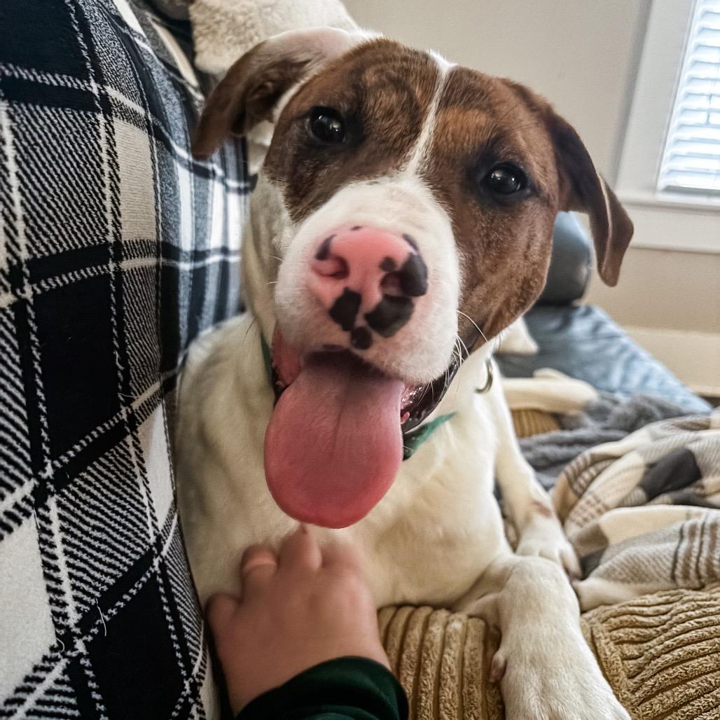 Enlarge Clyde, a Adoptable Mixed Breed in Alexandria, VA image 6/6