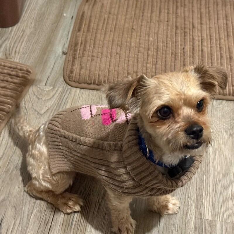 Ivan, Adoptable, Adult Male Terrier & Mixed Breed.