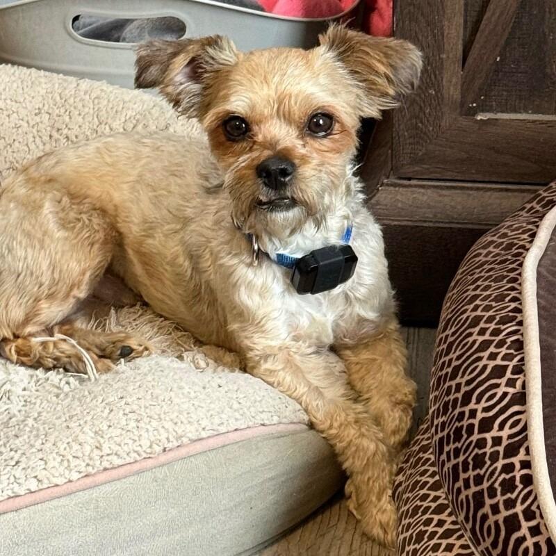 Enlarge Ivan, a Adoptable mixed breed in Alma, WI image 2/4