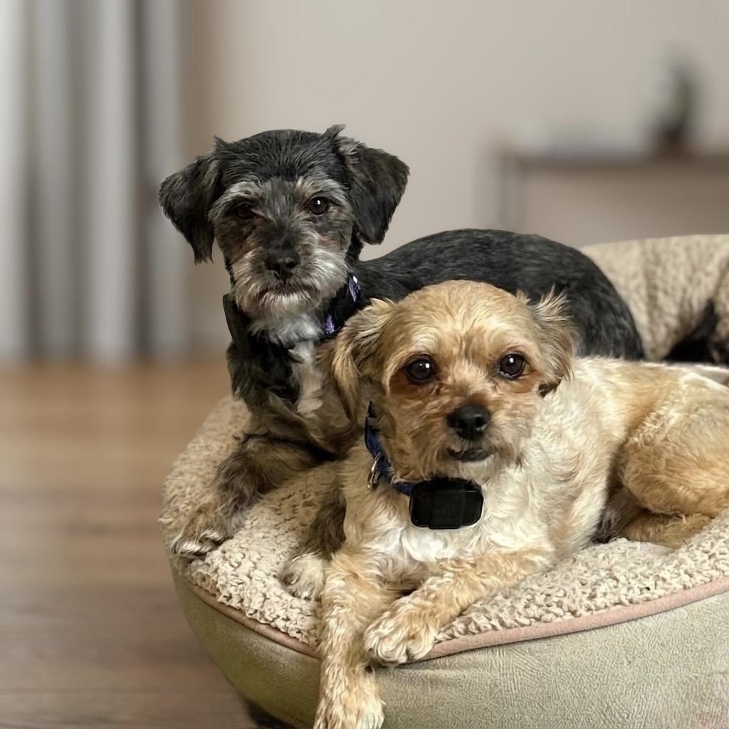 Enlarge Ivan, a Adoptable mixed breed in Alma, WI image 3/4