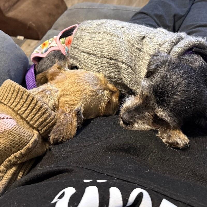 Enlarge Ivan, a Adoptable mixed breed in Alma, WI image 4/4