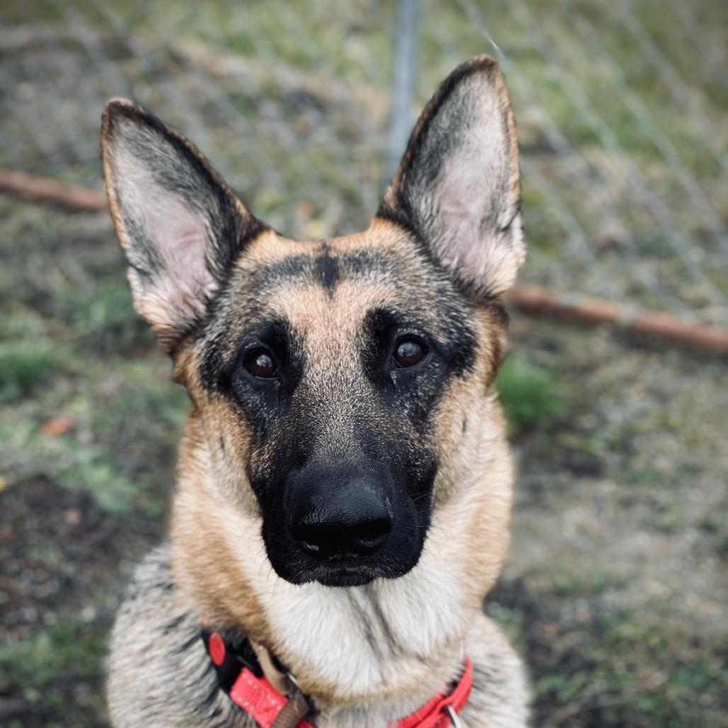 Cocobeans, Adoptable, Adult Female German Shepherd Dog.