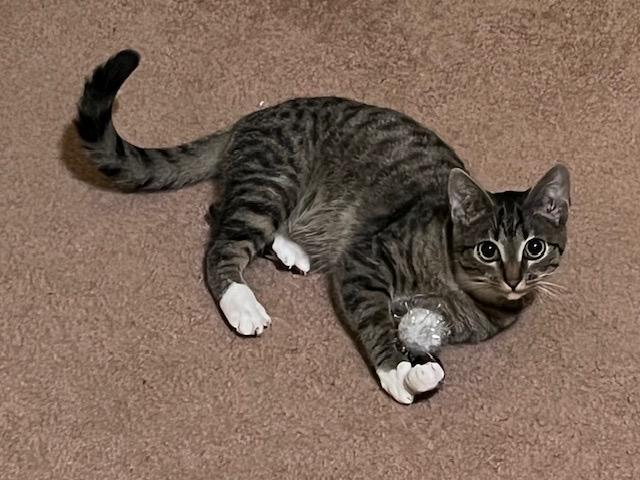 Carmen San Diego and Kim Possible, a Adoptable Domestic Short Hair in Seattle, WA image 4/6