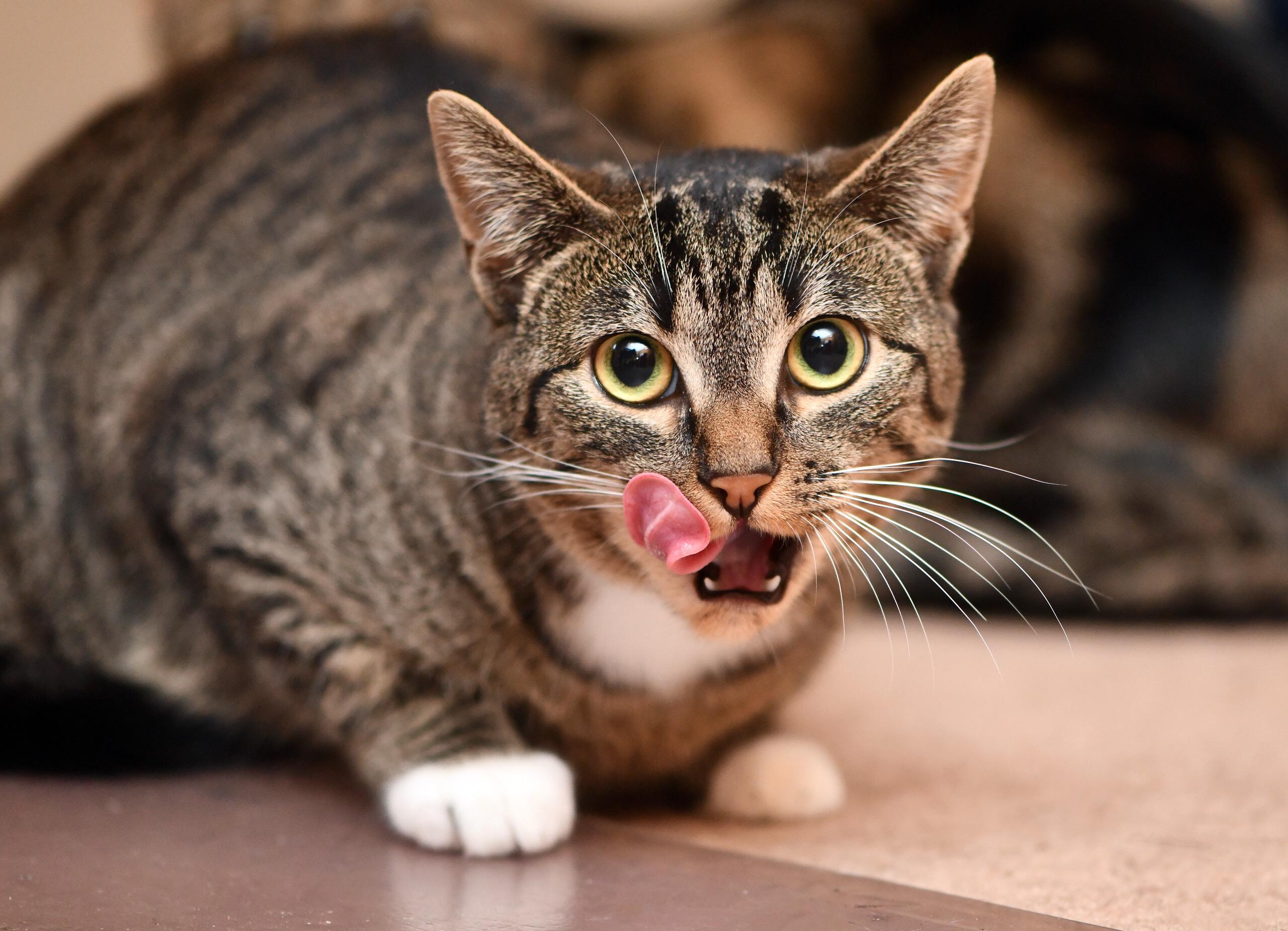 Carmen San Diego and Kim Possible, a Adoptable Domestic Short Hair in Seattle, WA image 6/6