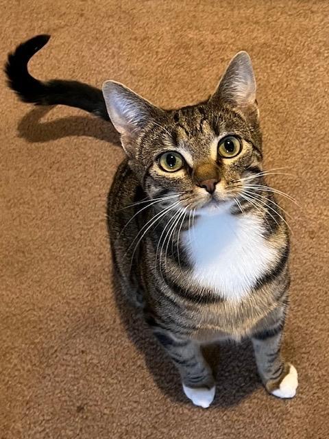 Carmen San Diego and Kim Possible, a Adoptable Domestic Short Hair in Seattle, WA image 5/6