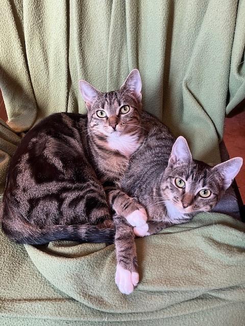 Carmen San Diego and Kim Possible, a Adoptable Domestic Short Hair in Seattle, WA image 2/6