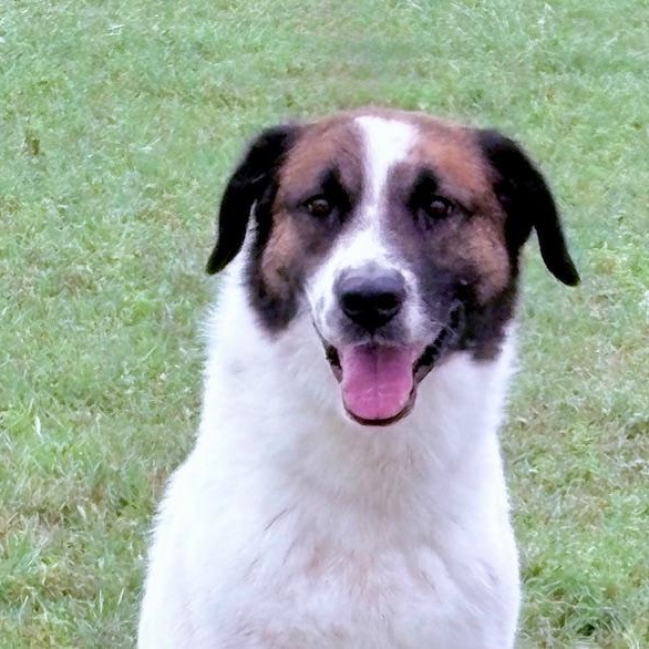 Bogey-A King of a Canine, a Adoptable mixed breed in Dix Hills, NY image 5/6