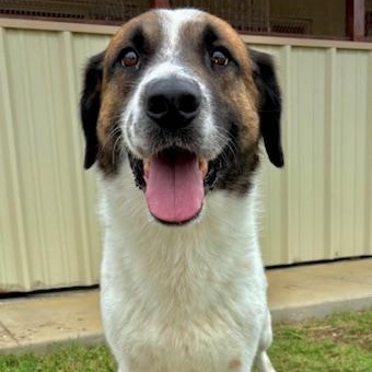 Bogey-A King of a Canine, a Adoptable mixed breed in Dix Hills, NY image 2/6