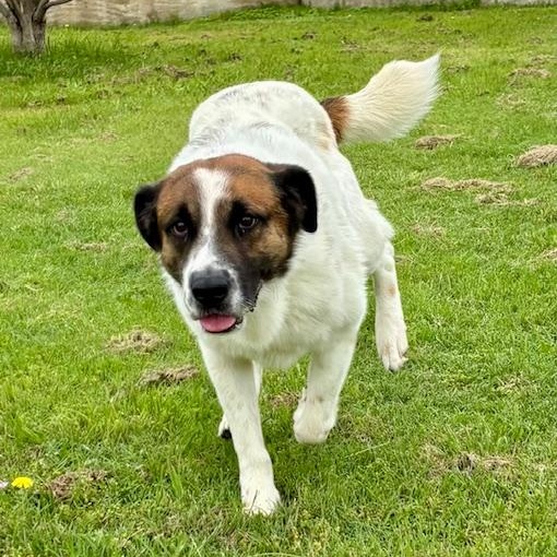 Bogey-A King of a Canine, a Adoptable mixed breed in Dix Hills, NY image 4/6