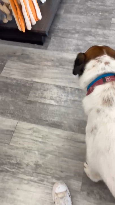 Enlarge Bogey-A King of a Canine, a Adoptable mixed breed in Dix Hills, NY video 6/6