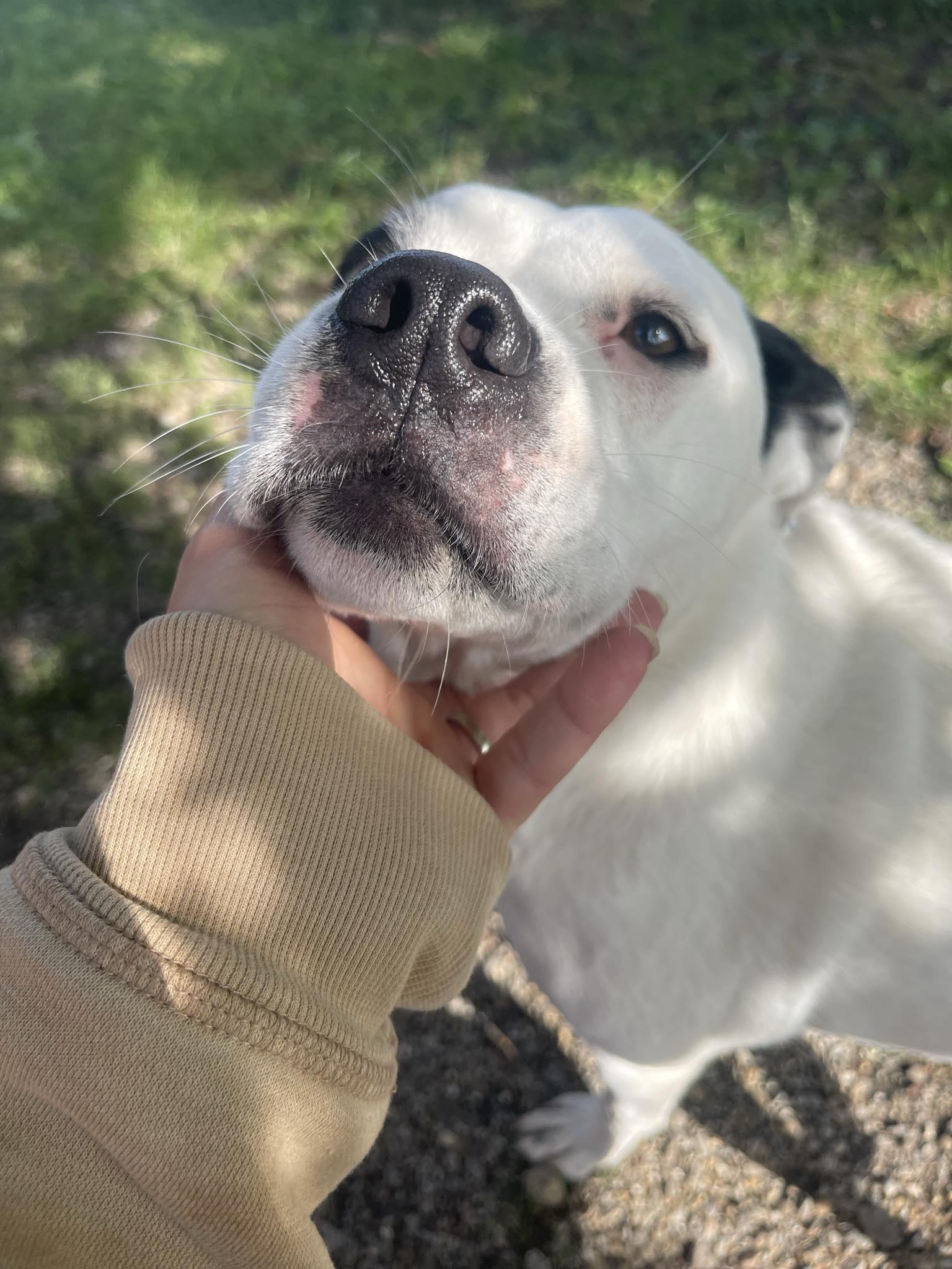 Enlarge Ruby Scooby Doo, a Adoptable mixed breed in Bourbonnais, IL image 4/5
