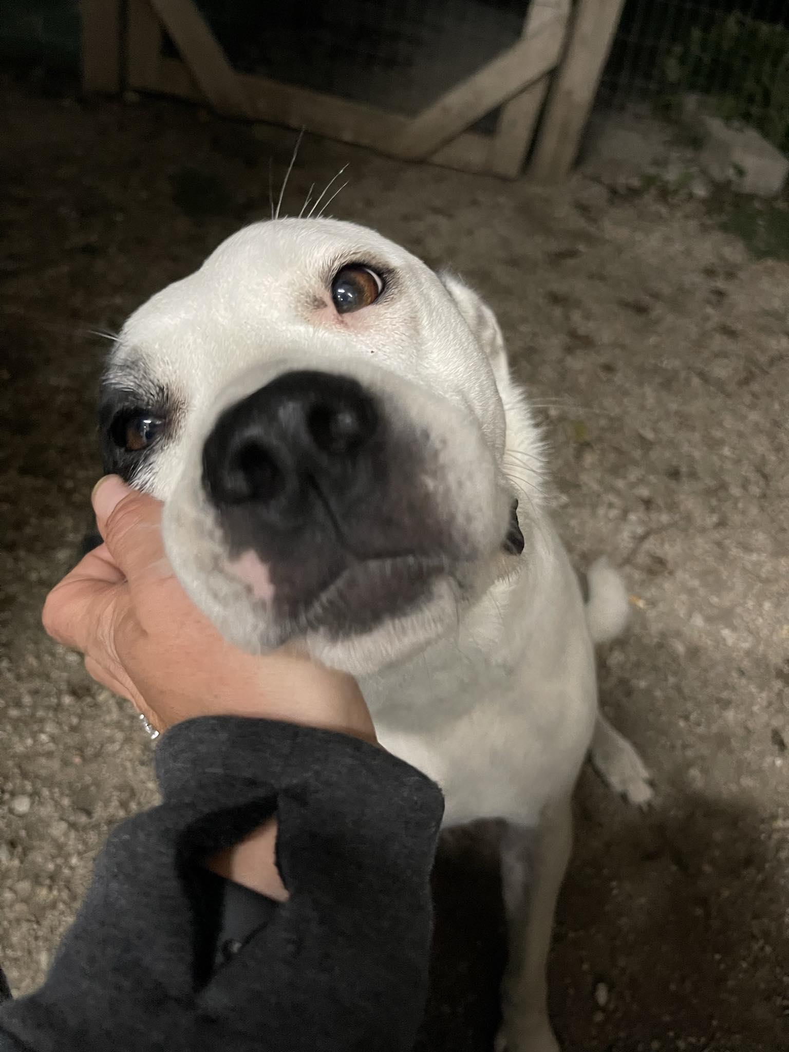 Enlarge Ruby Scooby Doo, a Adoptable mixed breed in Bourbonnais, IL image 2/5