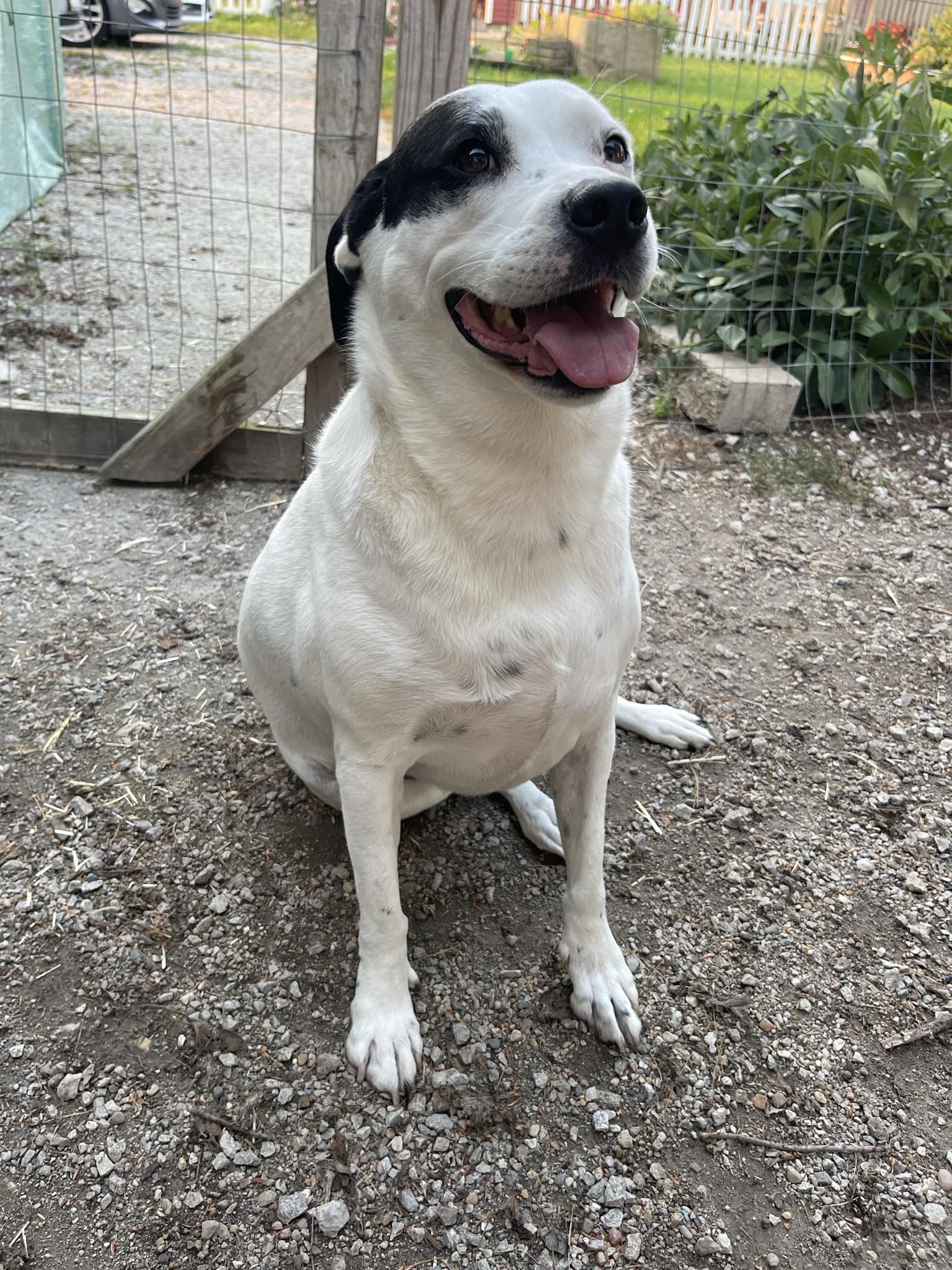 Ruby Scooby Doo, Adoptable, Adult Female Mixed Breed.