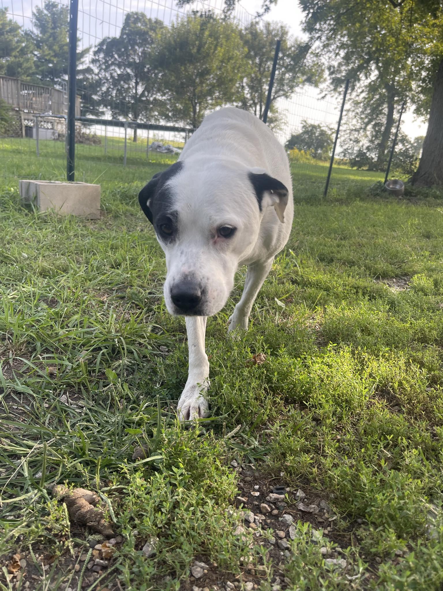 Enlarge Ruby Scooby Doo, a Adoptable mixed breed in Bourbonnais, IL image 5/5