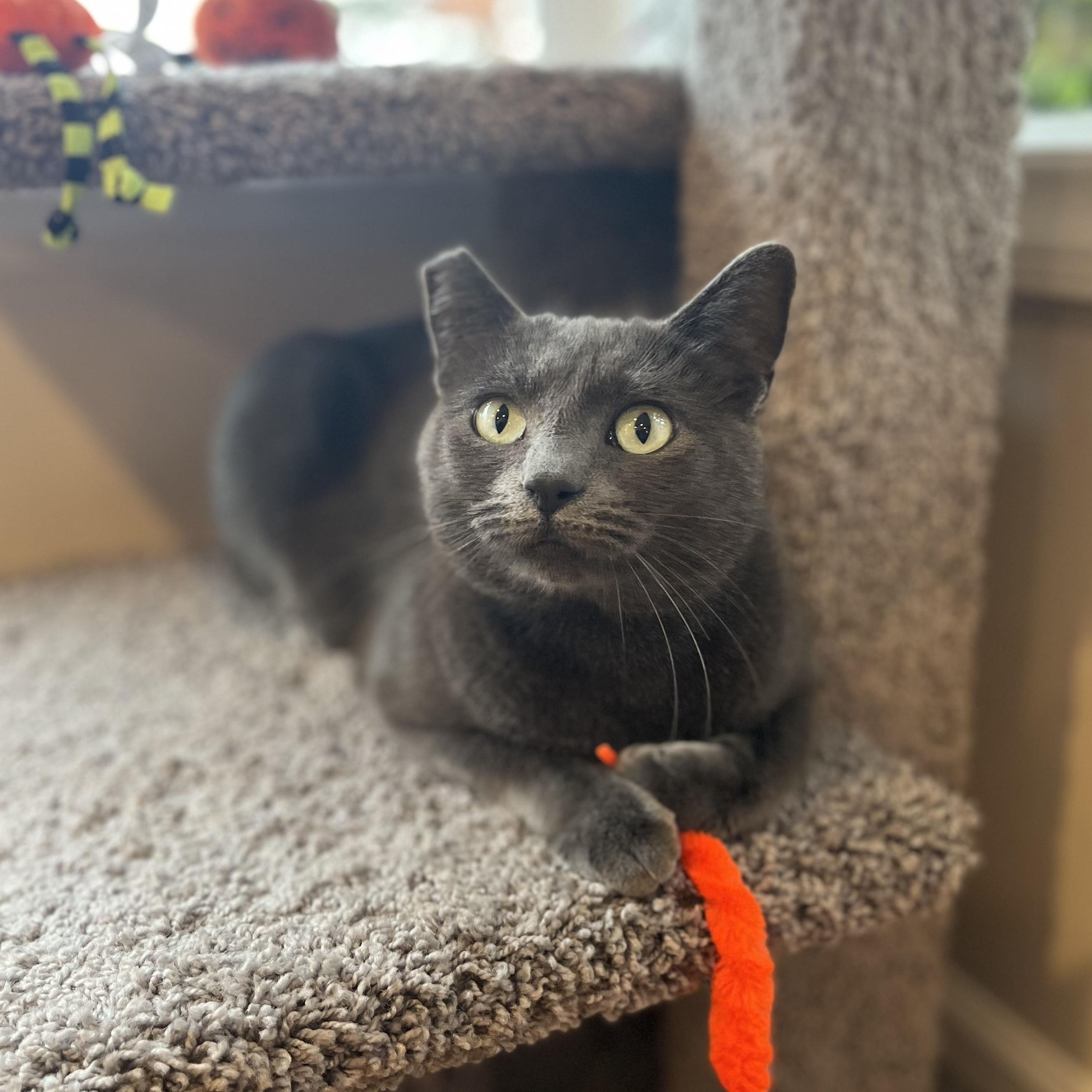 Isabela, Adoptable, Adult Female Domestic Short Hair.