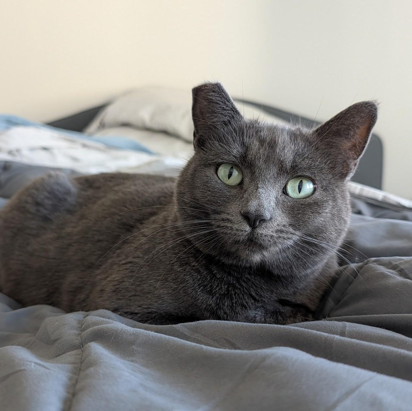 Isabela, Adoptable, Adult Female Domestic Short Hair.