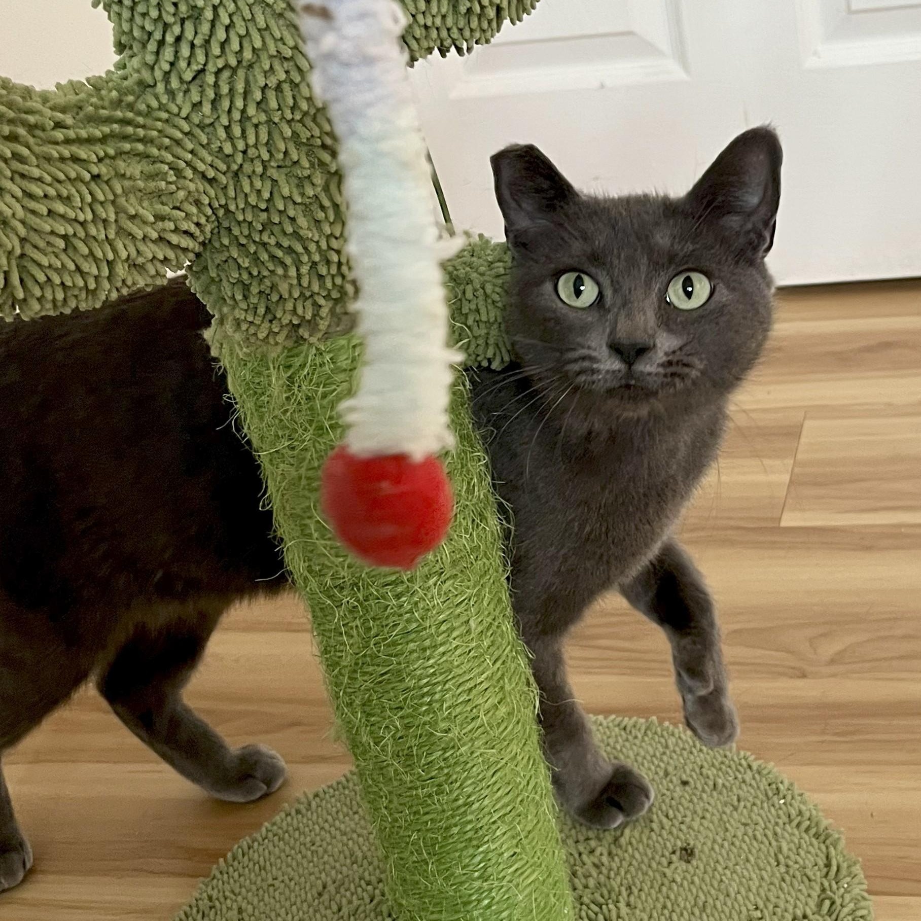 Enlarge Isabela, a Adoptable Domestic Short Hair in Renton , WA image 2/6