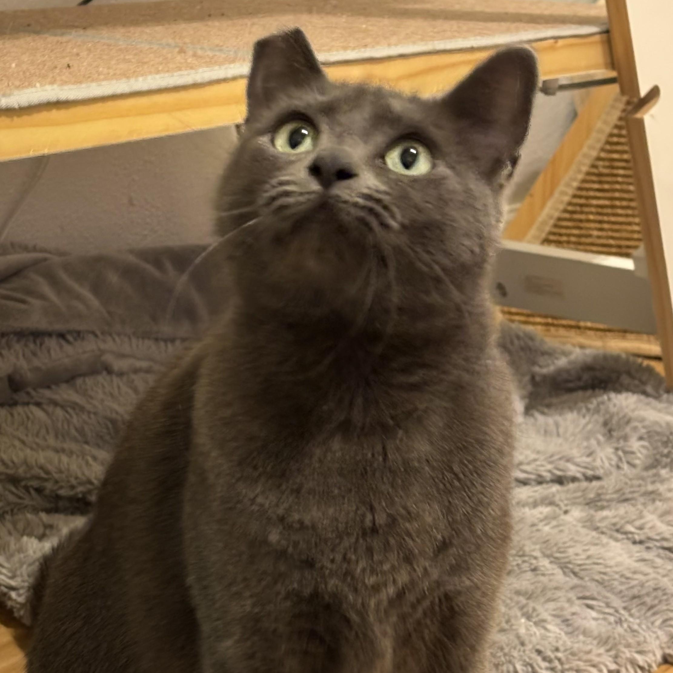Enlarge Isabela, a Adoptable Domestic Short Hair in Renton , WA image 6/6
