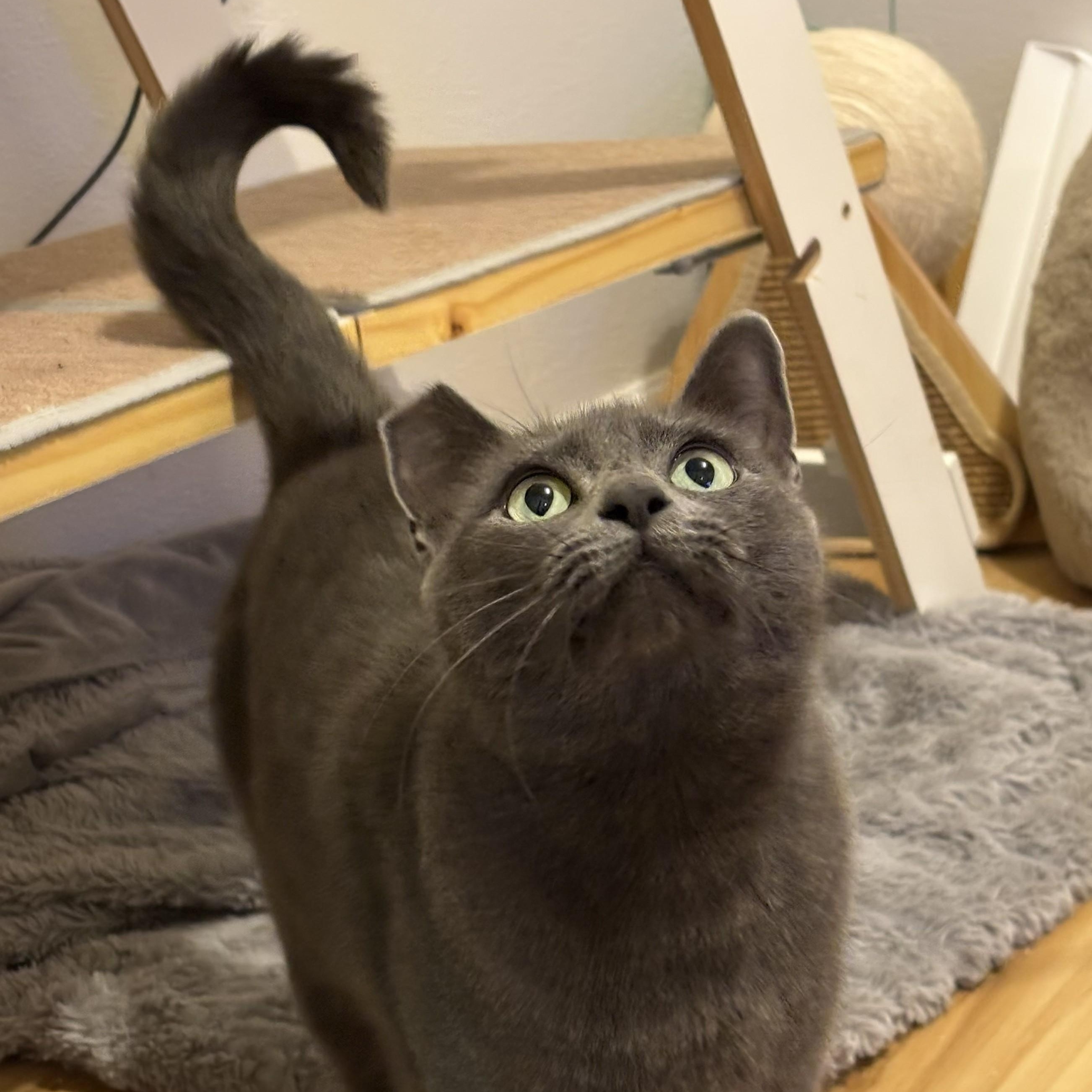 Enlarge Isabela, a Adoptable Domestic Short Hair in Renton , WA image 5/6