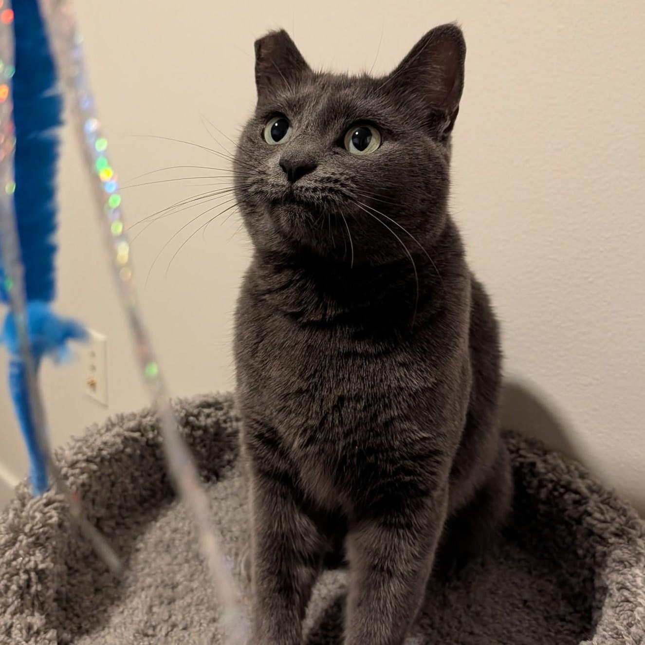 Enlarge Isabela, a Adoptable Domestic Short Hair in Renton , WA image 4/6