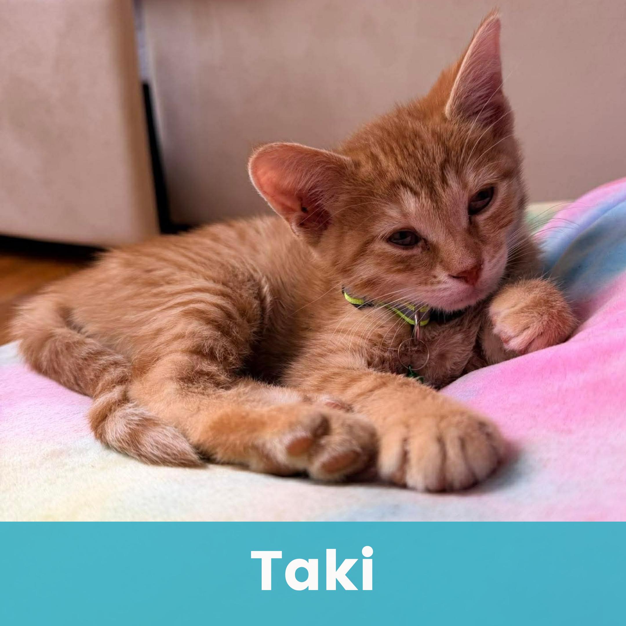 Taki, ADOPTABLE, Kitten Male Domestic Short Hair.