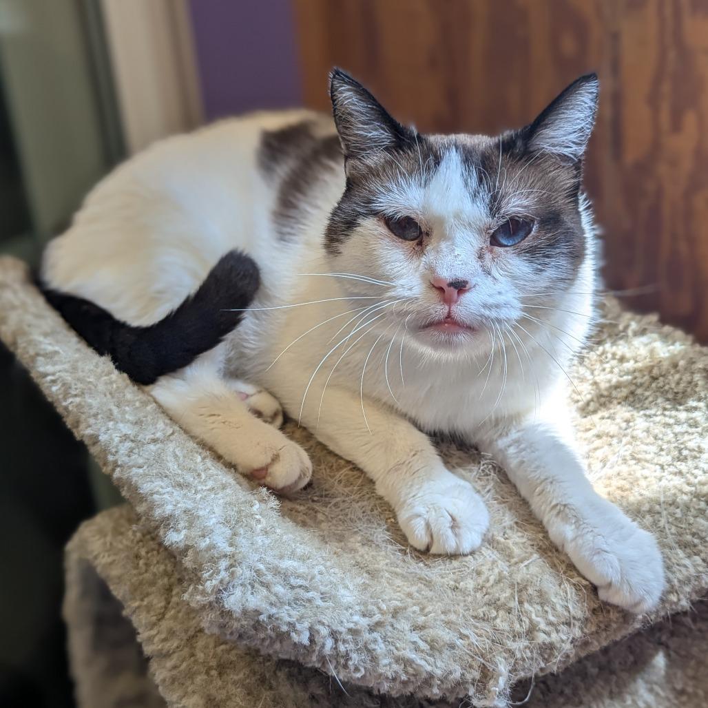 Sonja, Adoptable, Adult Female Domestic Short Hair.