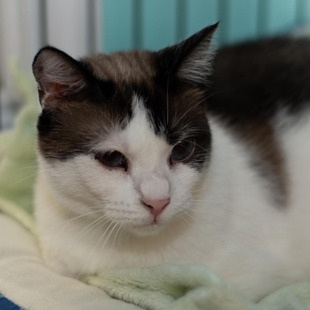 Enlarge Sonja, a Adoptable Domestic Short Hair in Buffalo, NY image 2/3