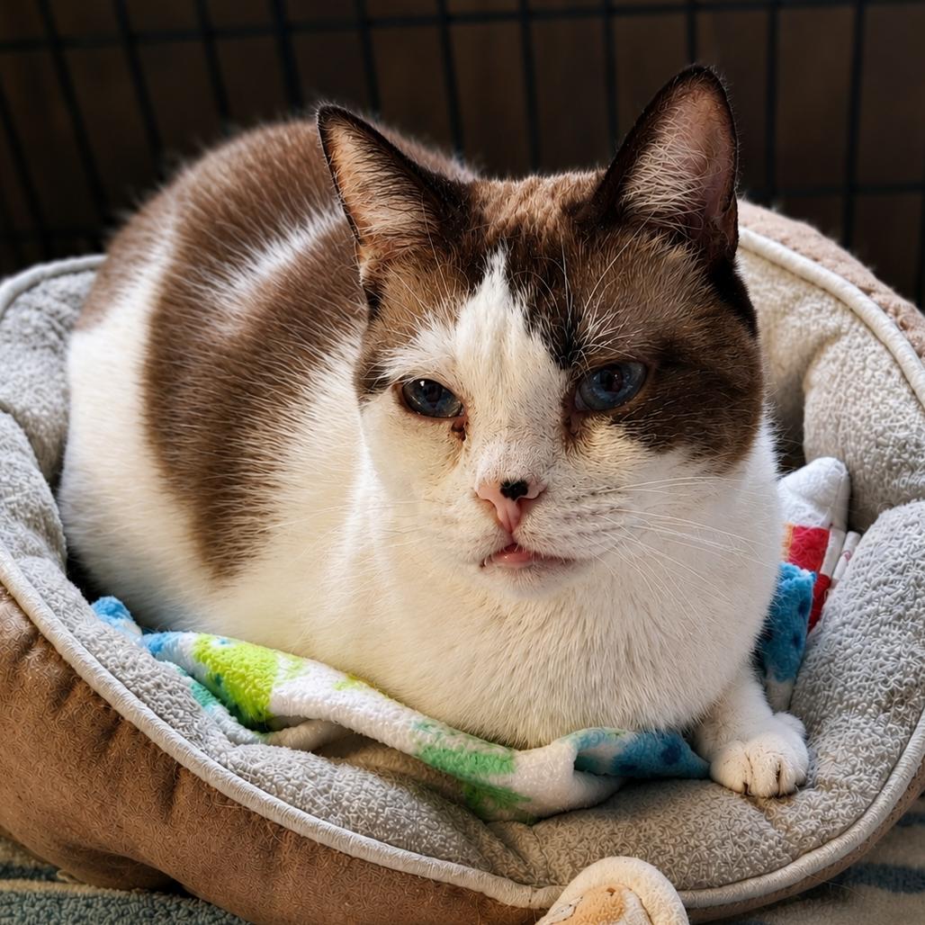 Enlarge Sonja, a Adoptable Domestic Short Hair in Buffalo, NY image 3/3