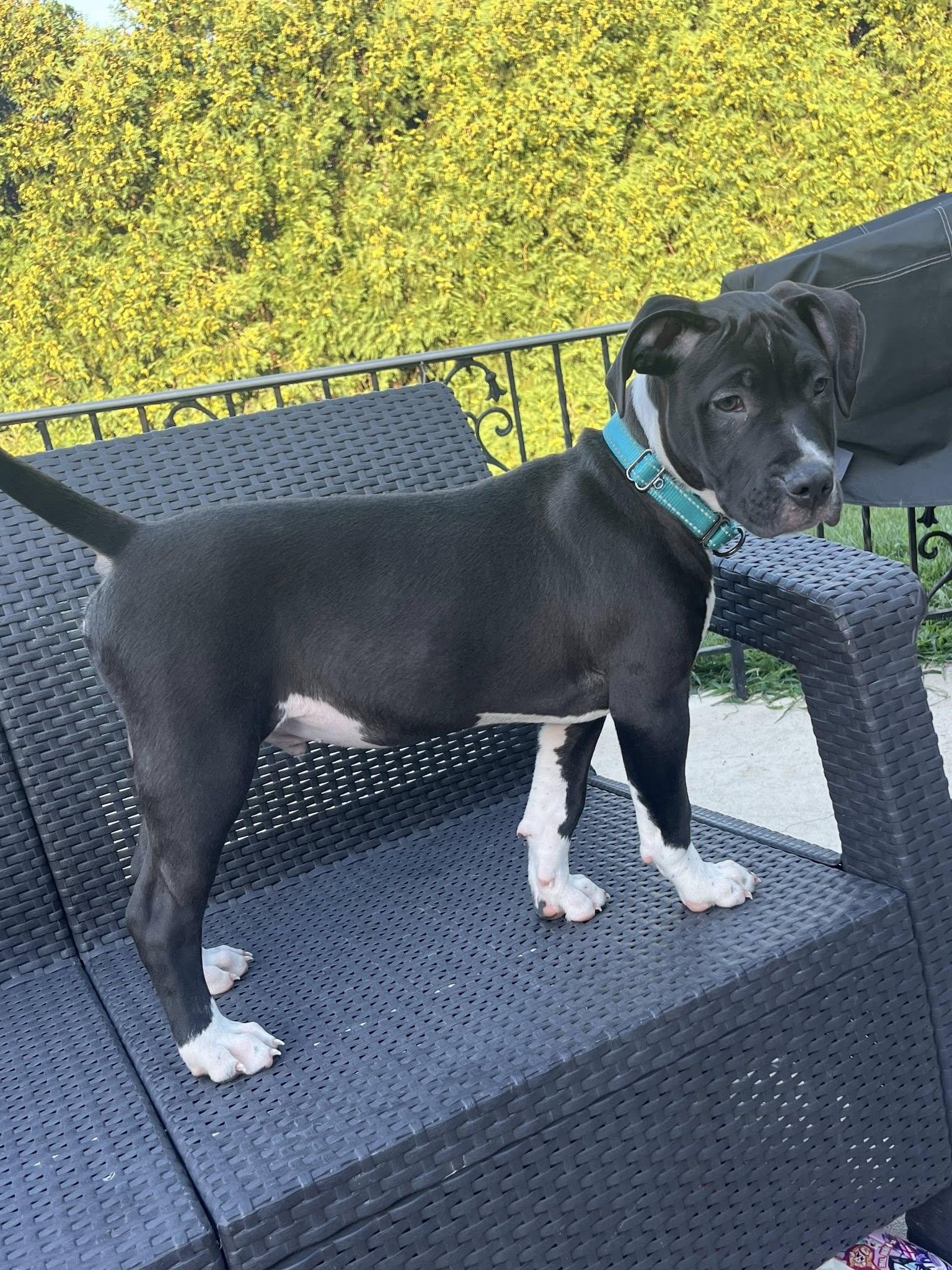 Enlarge Travis, a Adopted Pit Bull Terrier in Catasauqua, PA image 1/3