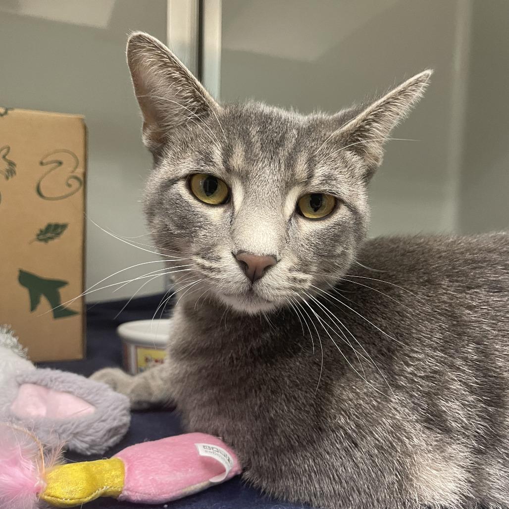 Max, Adoptable, Adult Male Domestic Short Hair.