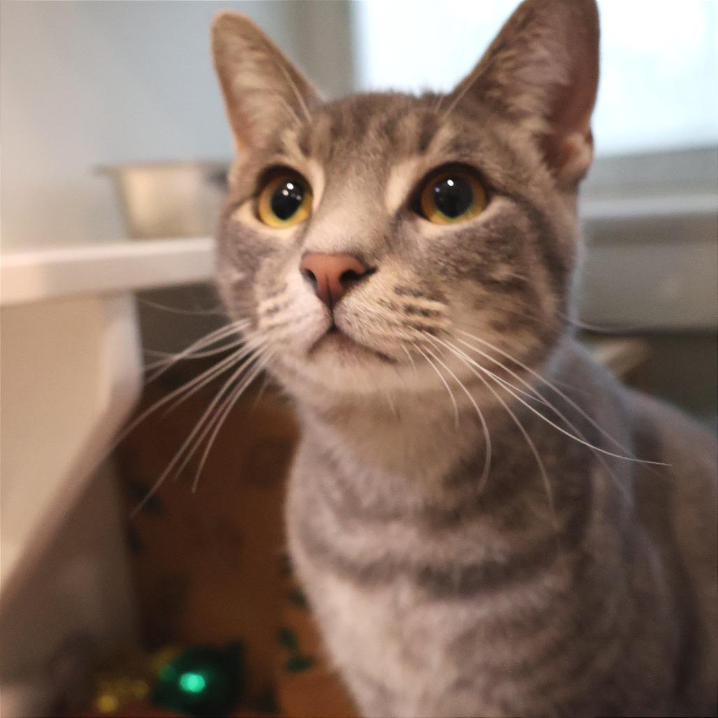 Enlarge Max, a Adoptable Domestic Short Hair in Saint Charles, MO image 2/5